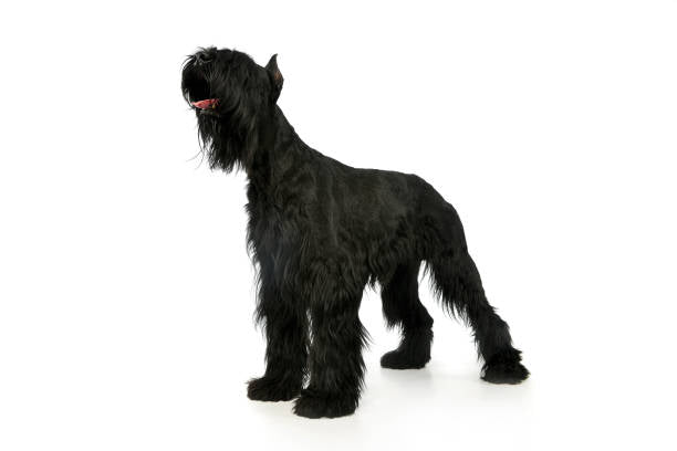 Schnauzer Gigante