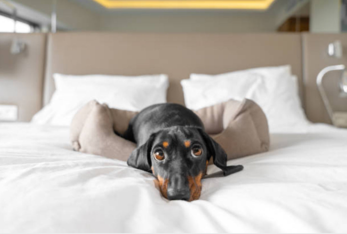 Dachshund Standard (Teckel Estándar)