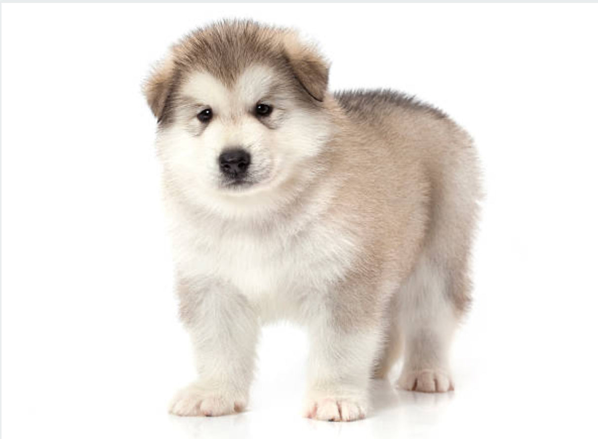 Malamute de Alaska