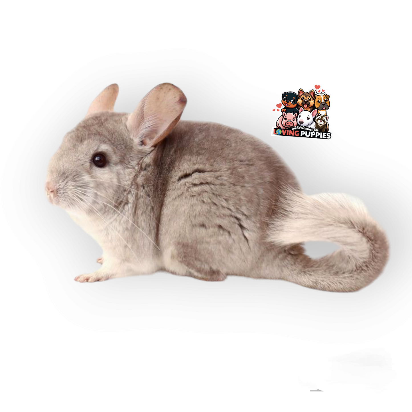 Chinchillas