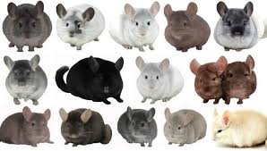 Chinchillas