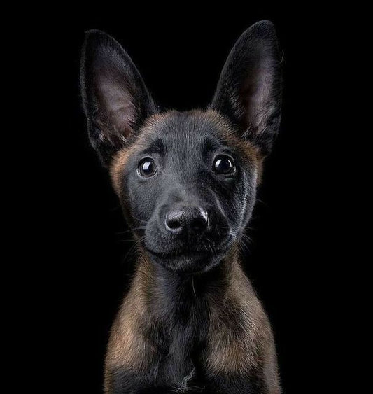 Pastor Belga Malinois