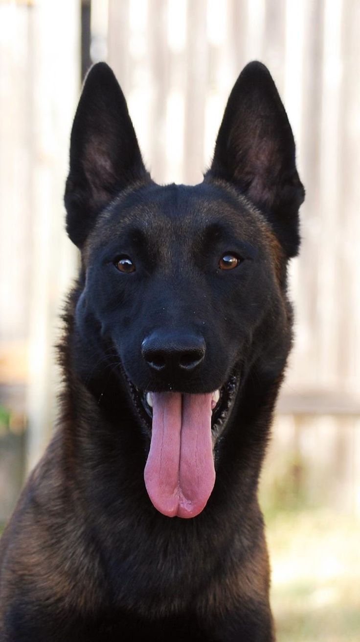 Pastor Belga Malinois