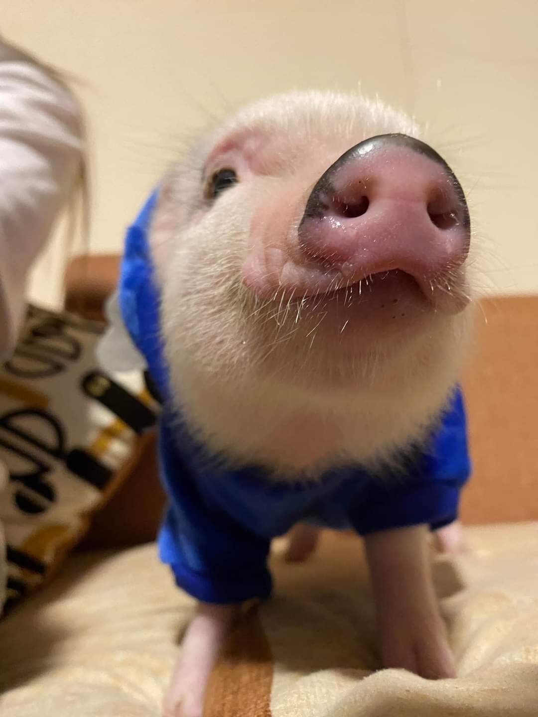 MiniPig