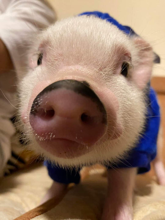 MiniPig
