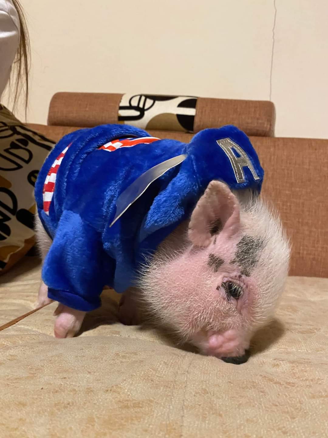 MiniPig