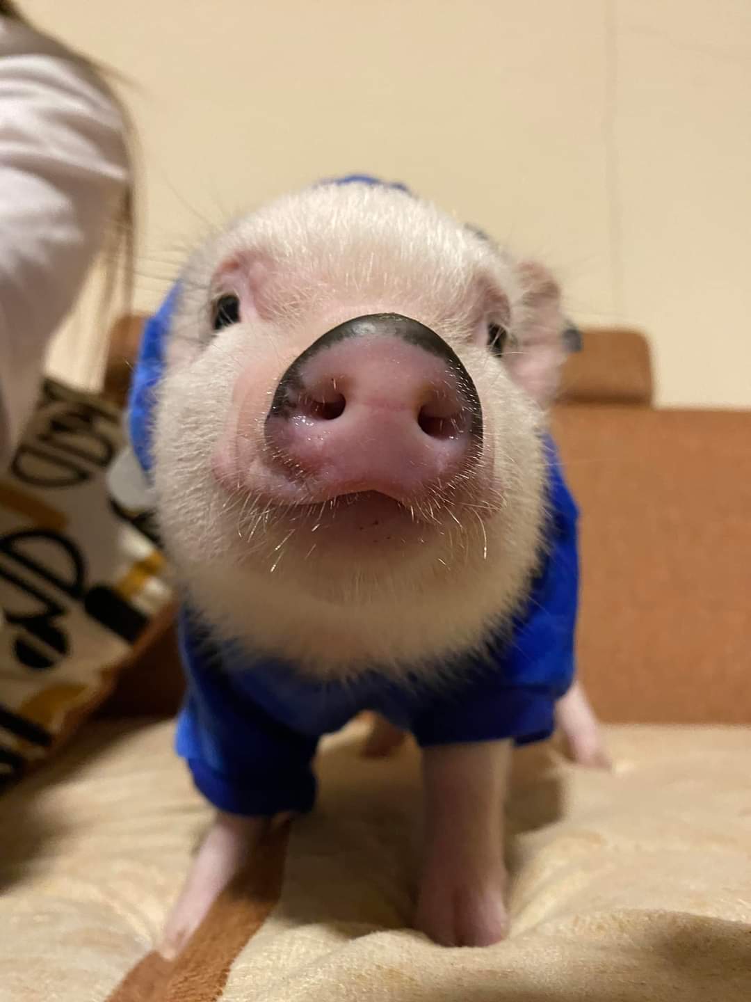 MiniPig