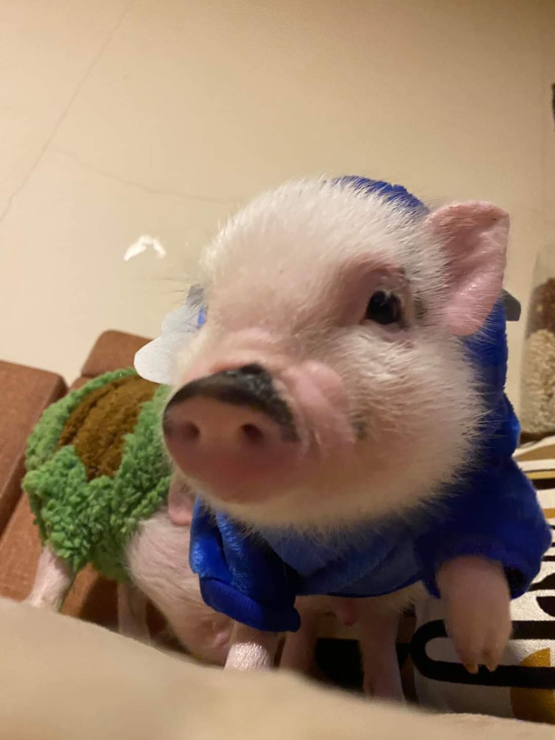 MiniPig