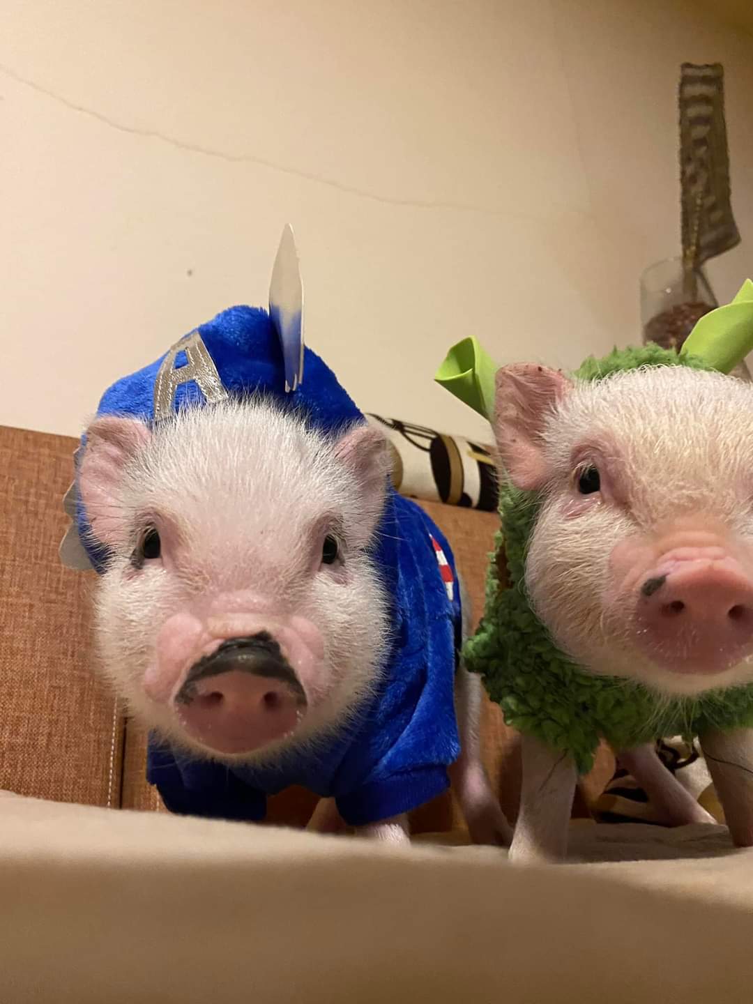 MiniPig