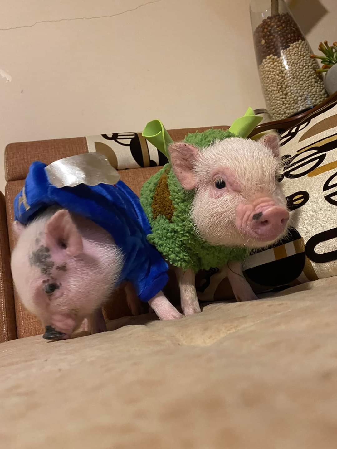 MiniPig