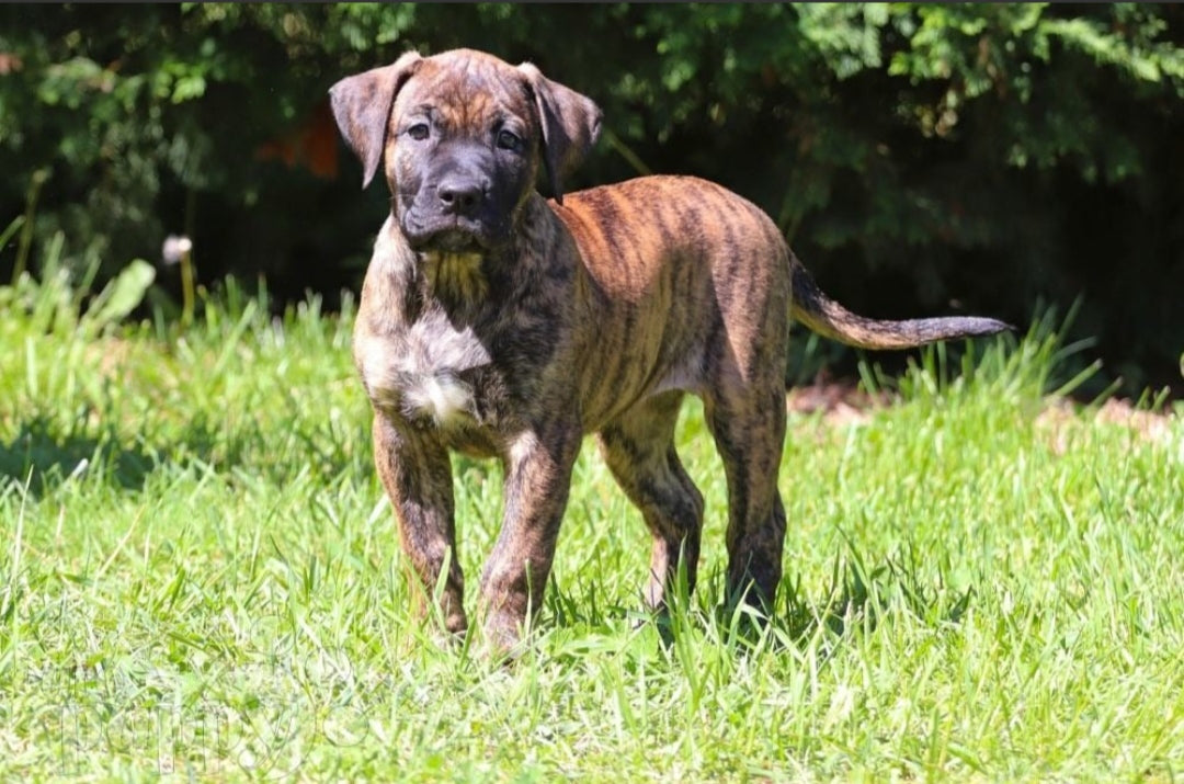 Presa Canario