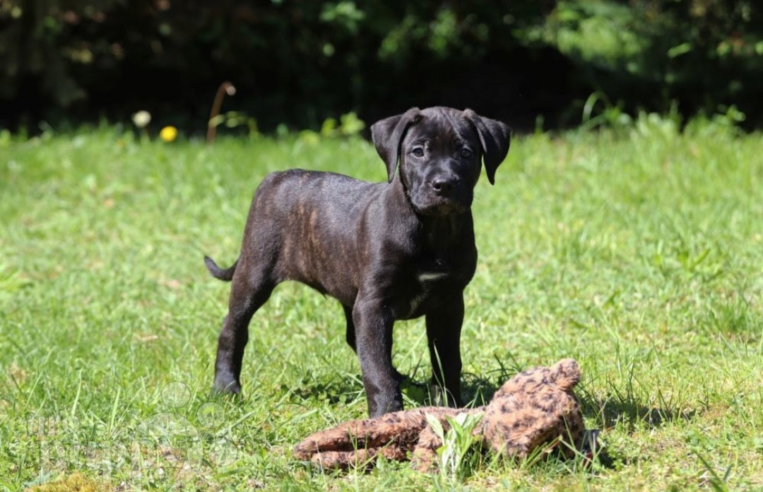 Presa Canario