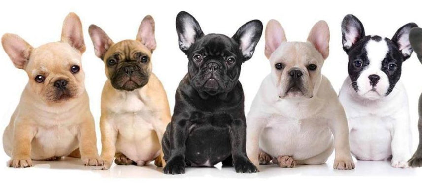 Bulldog Frances