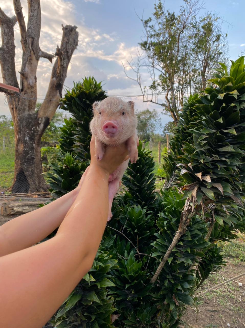 MiniPig
