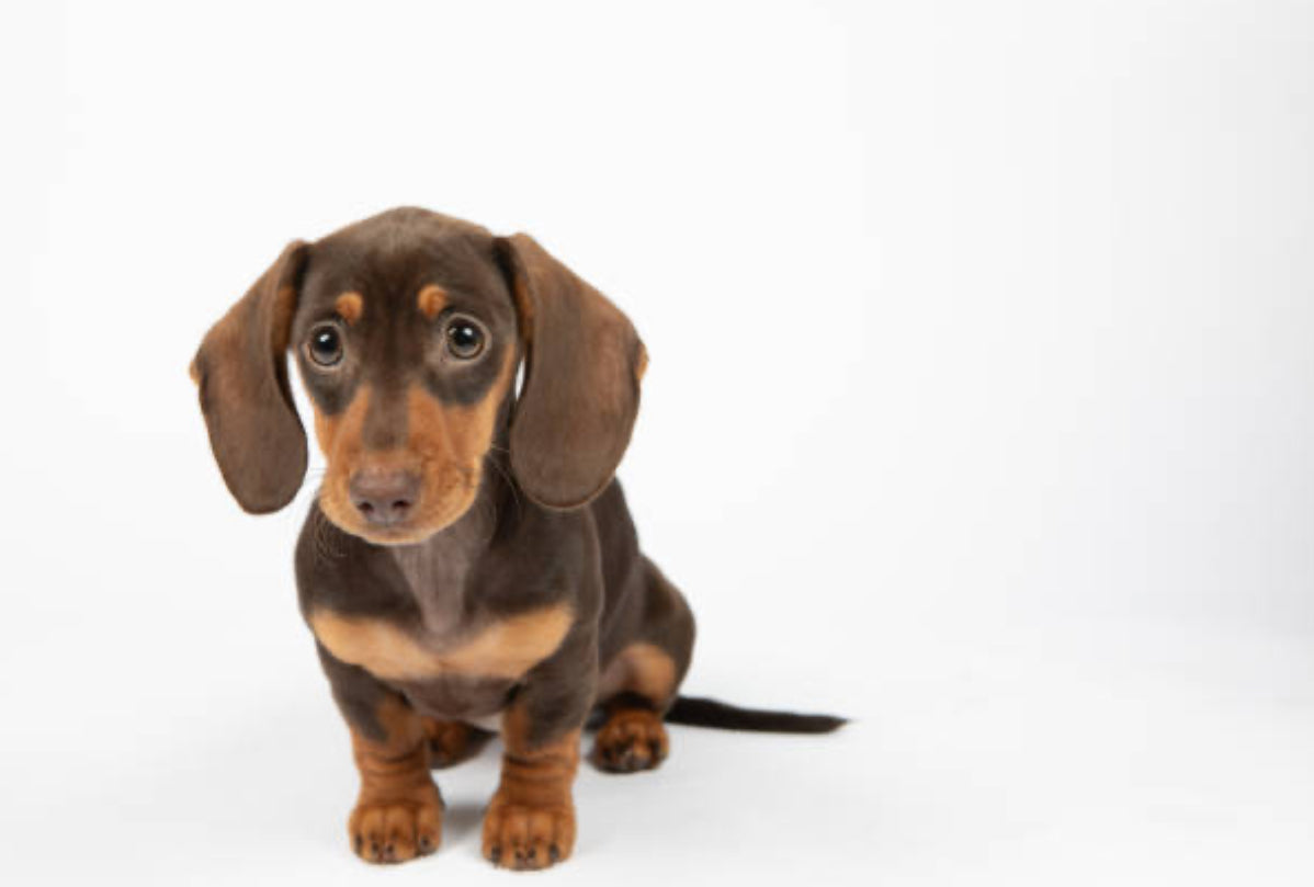 Dachshund Standard (Teckel Estándar)