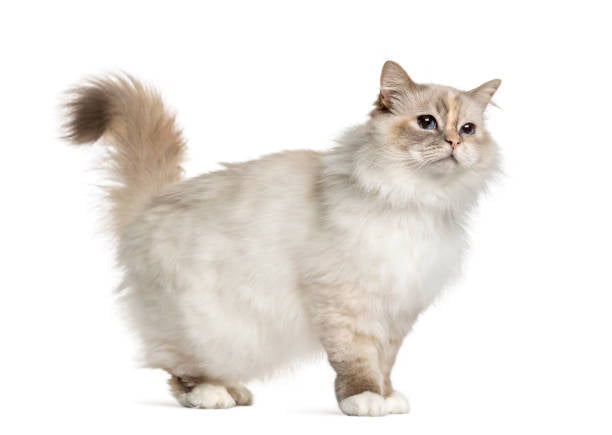 Gato Munchkin