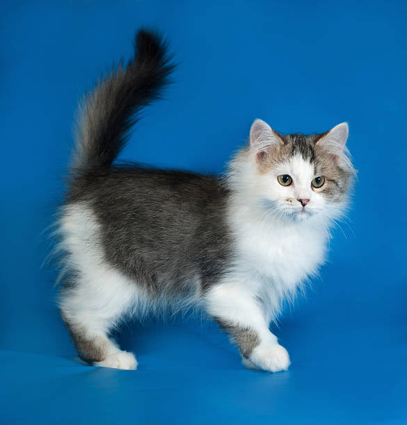 Gato Munchkin