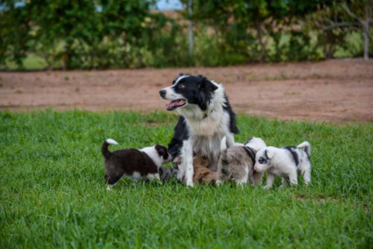 Pastor Ovejero Australiano (Australian Shepherd)