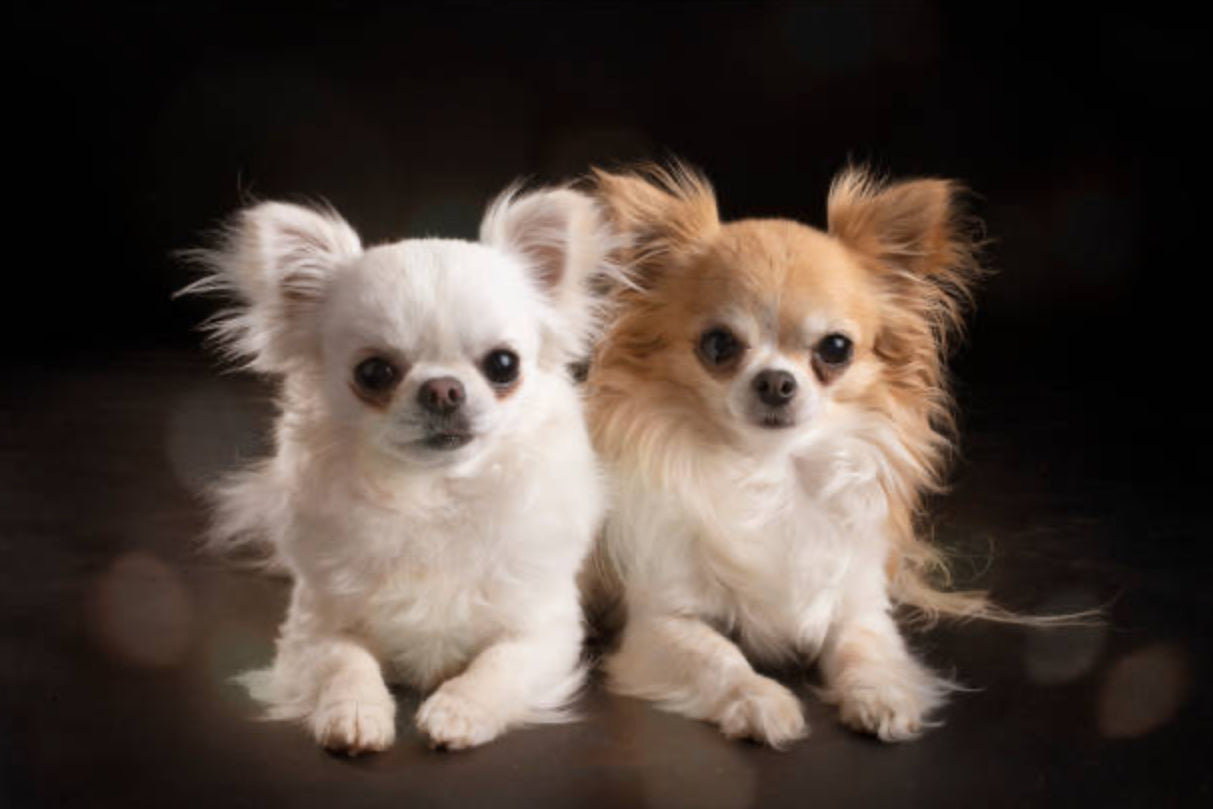 Chihuahua pelo largo