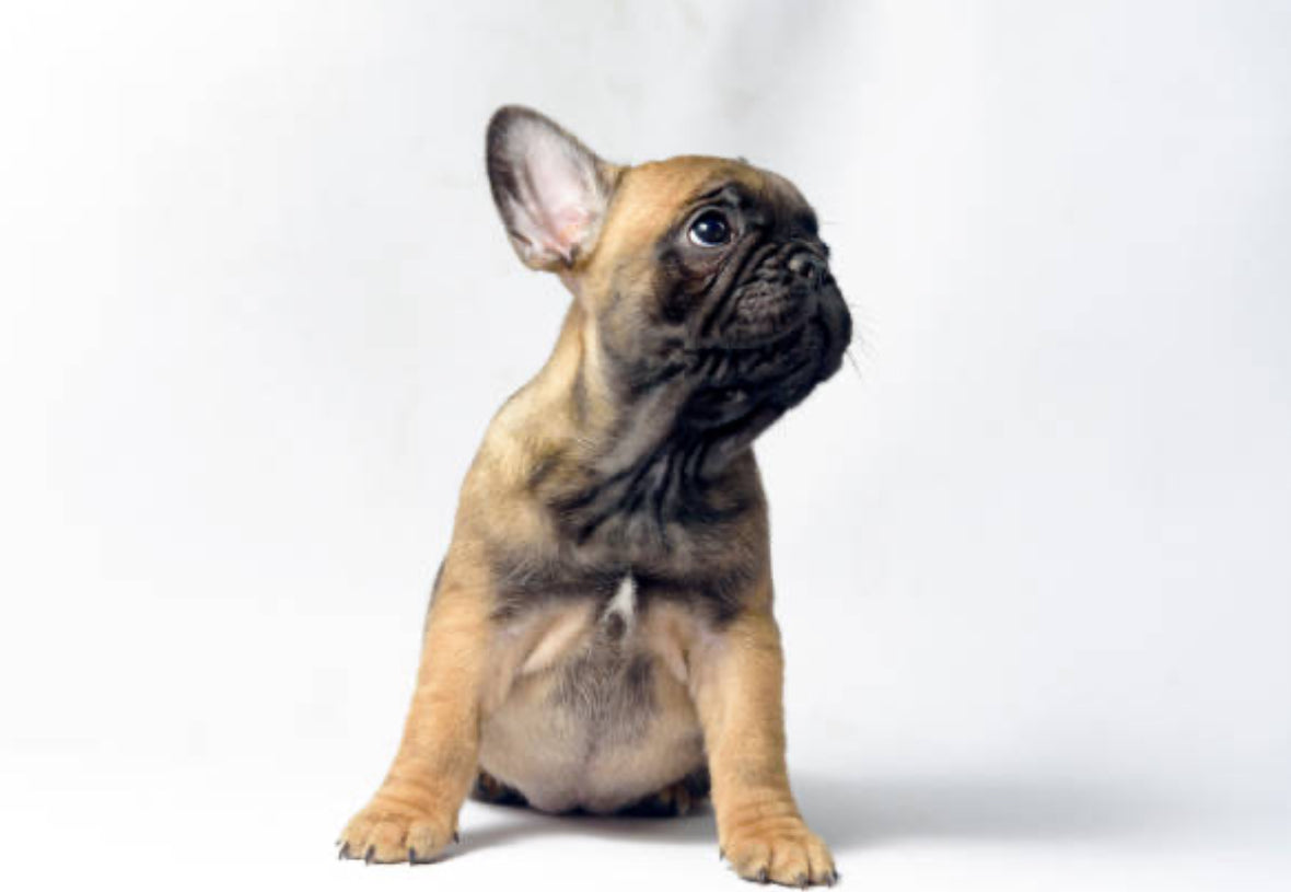 Bulldog Frances