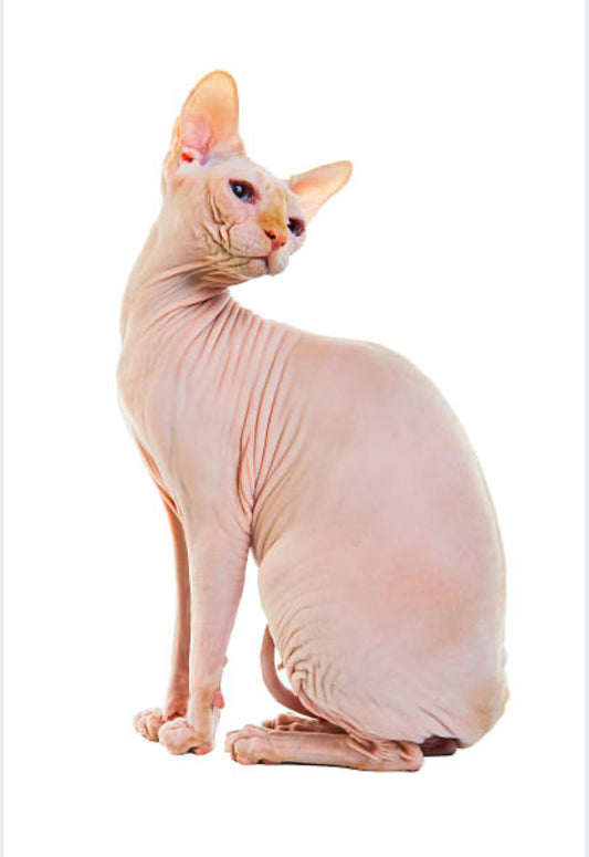 Gato Esfinge