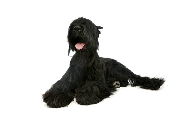 Schnauzer Gigante