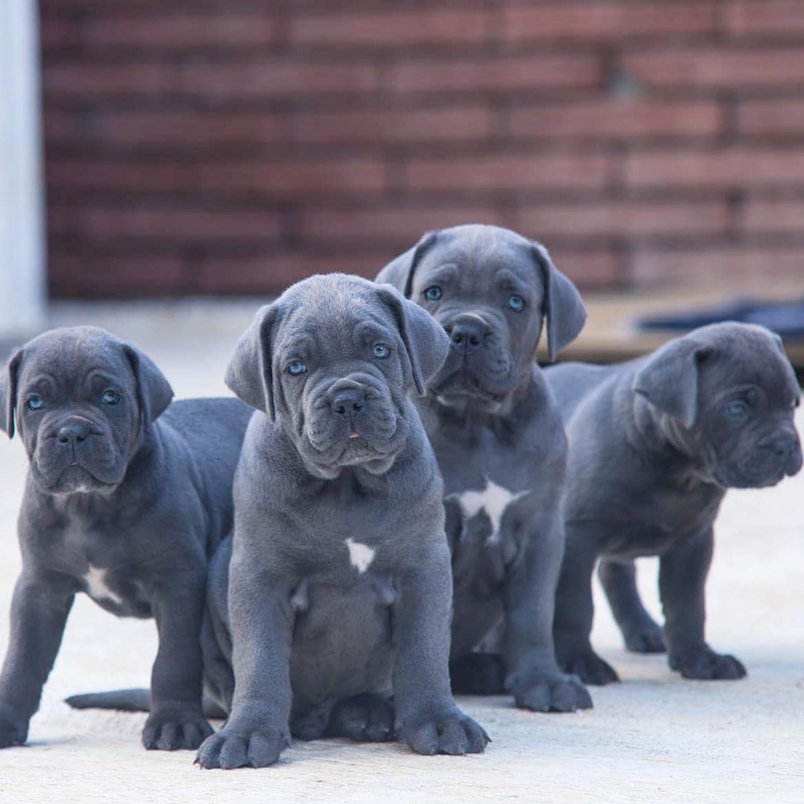 Cane Corso