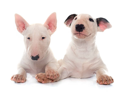 Bull Terrier