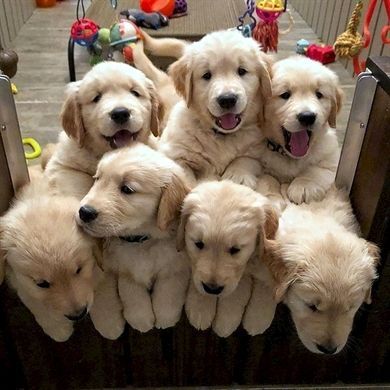 Golden Retriever