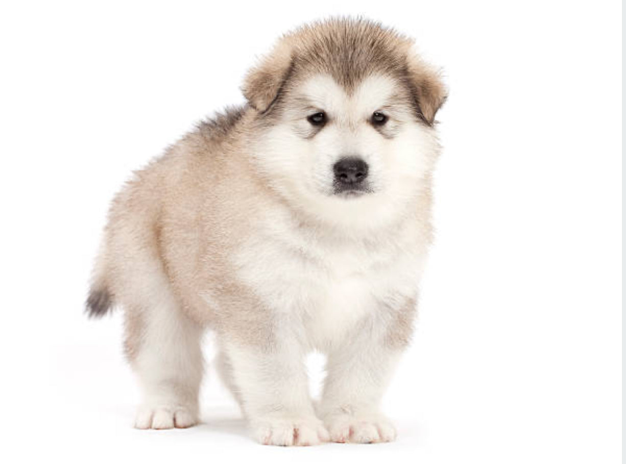 Malamute de Alaska