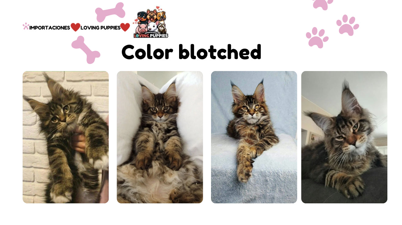 Gato Gigante Maine Coon