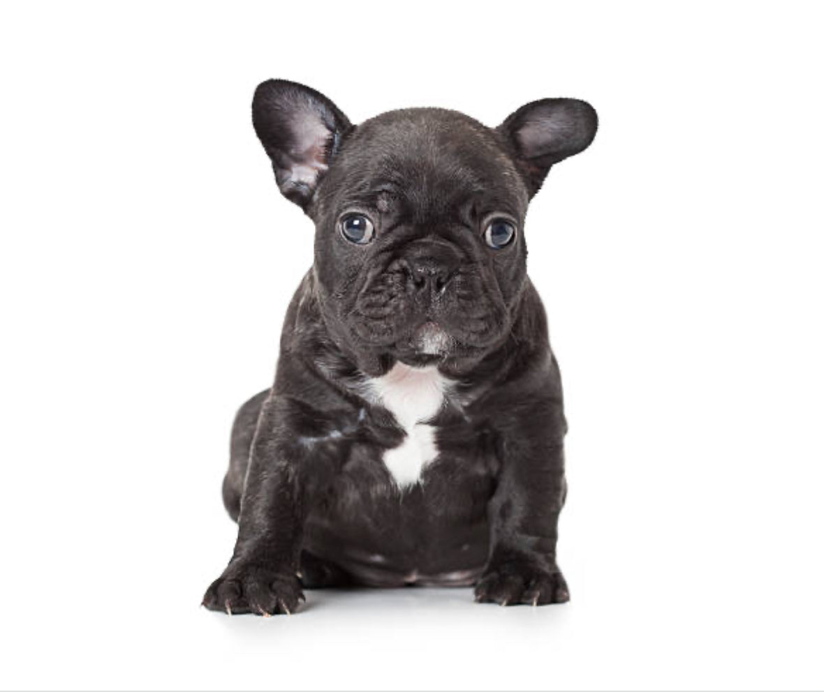 Bulldog Frances