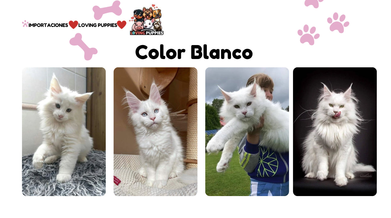 Gato Gigante Maine Coon
