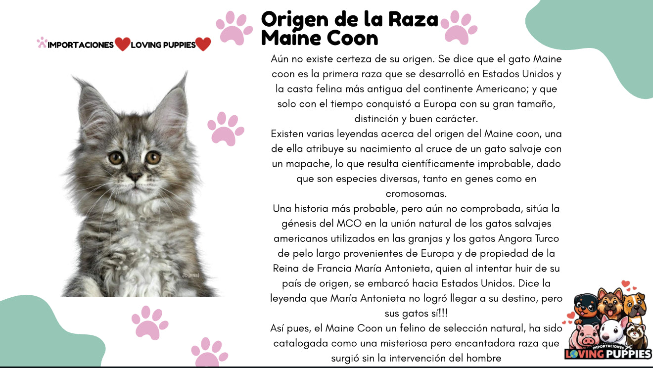 Gato Gigante Maine Coon