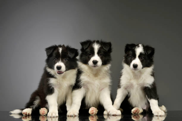 Border Collie Standard