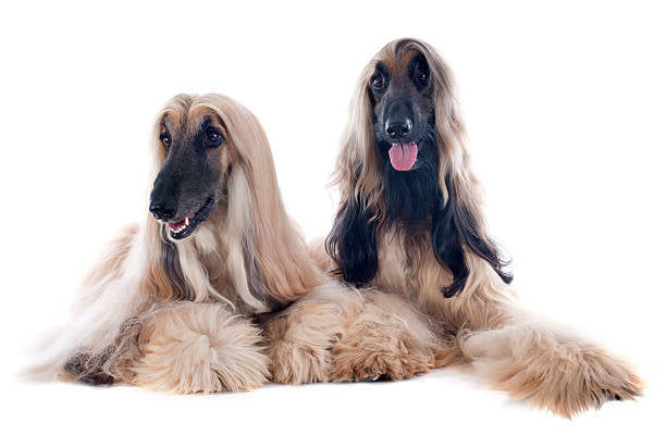 Afghan Hound (Galgo Afgano)