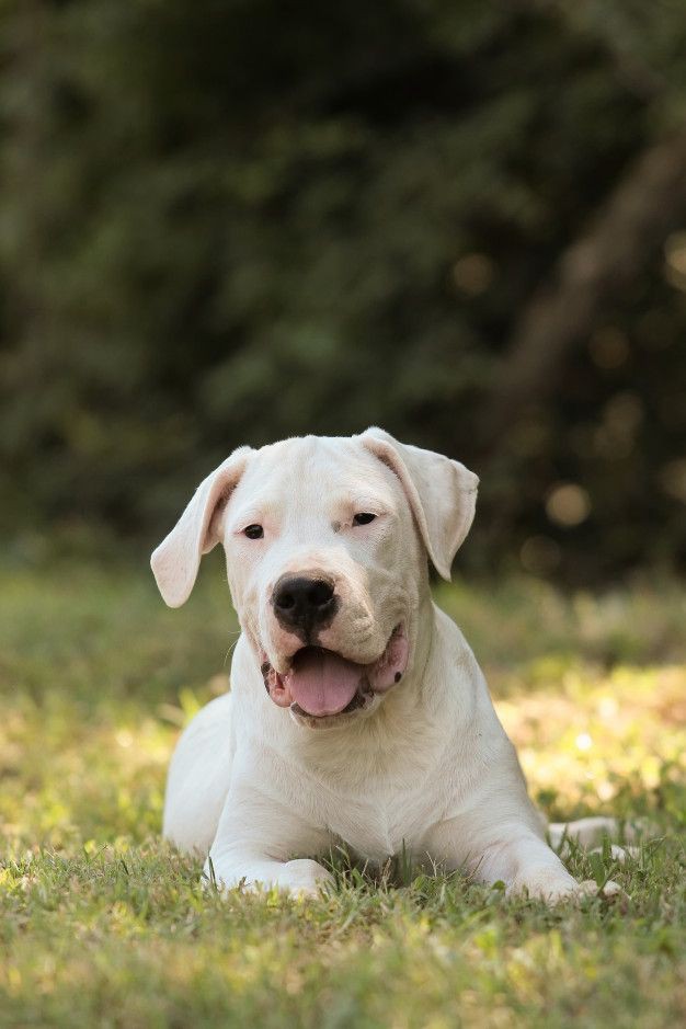 Dogo Argentino