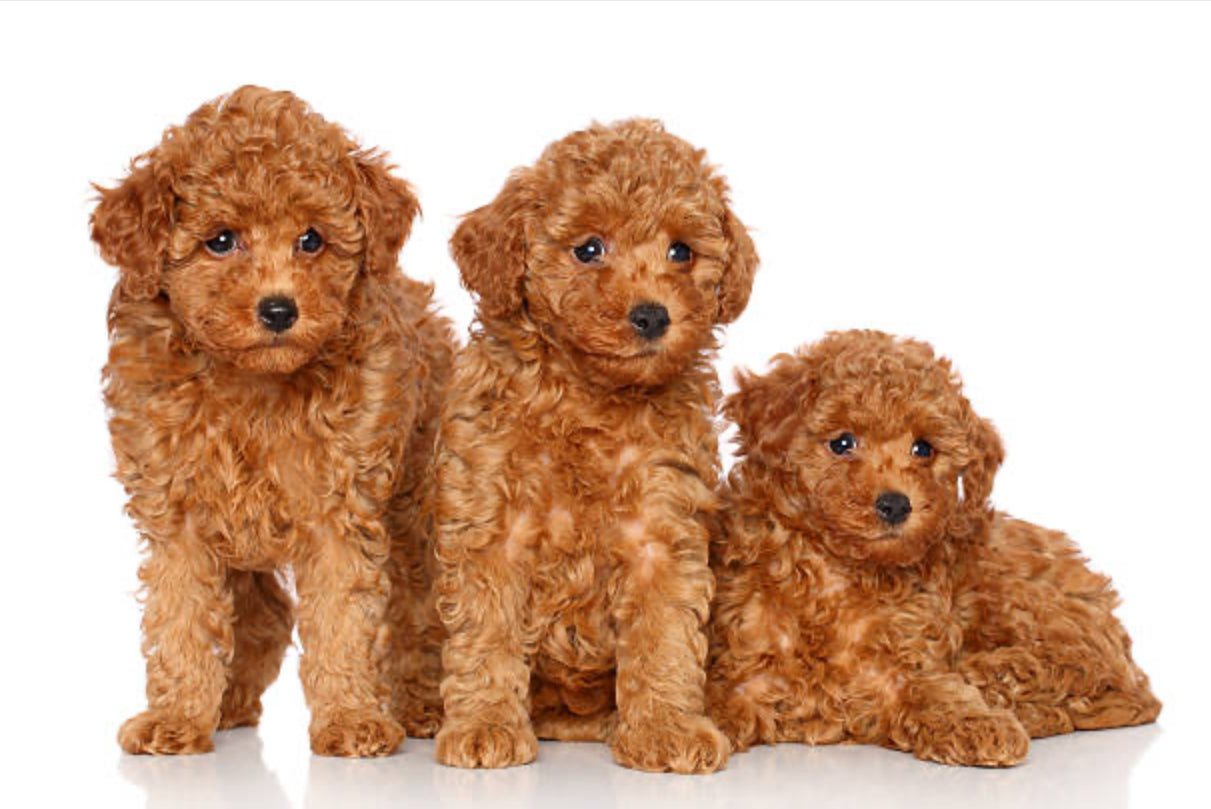 Caniche Toy