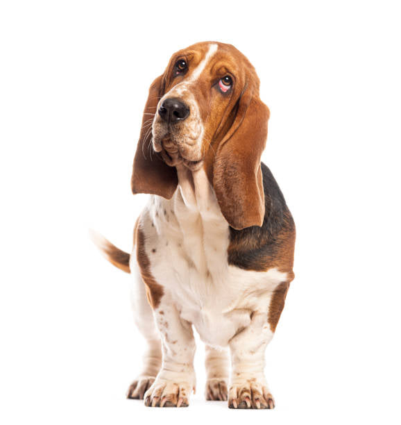 Basset Hound