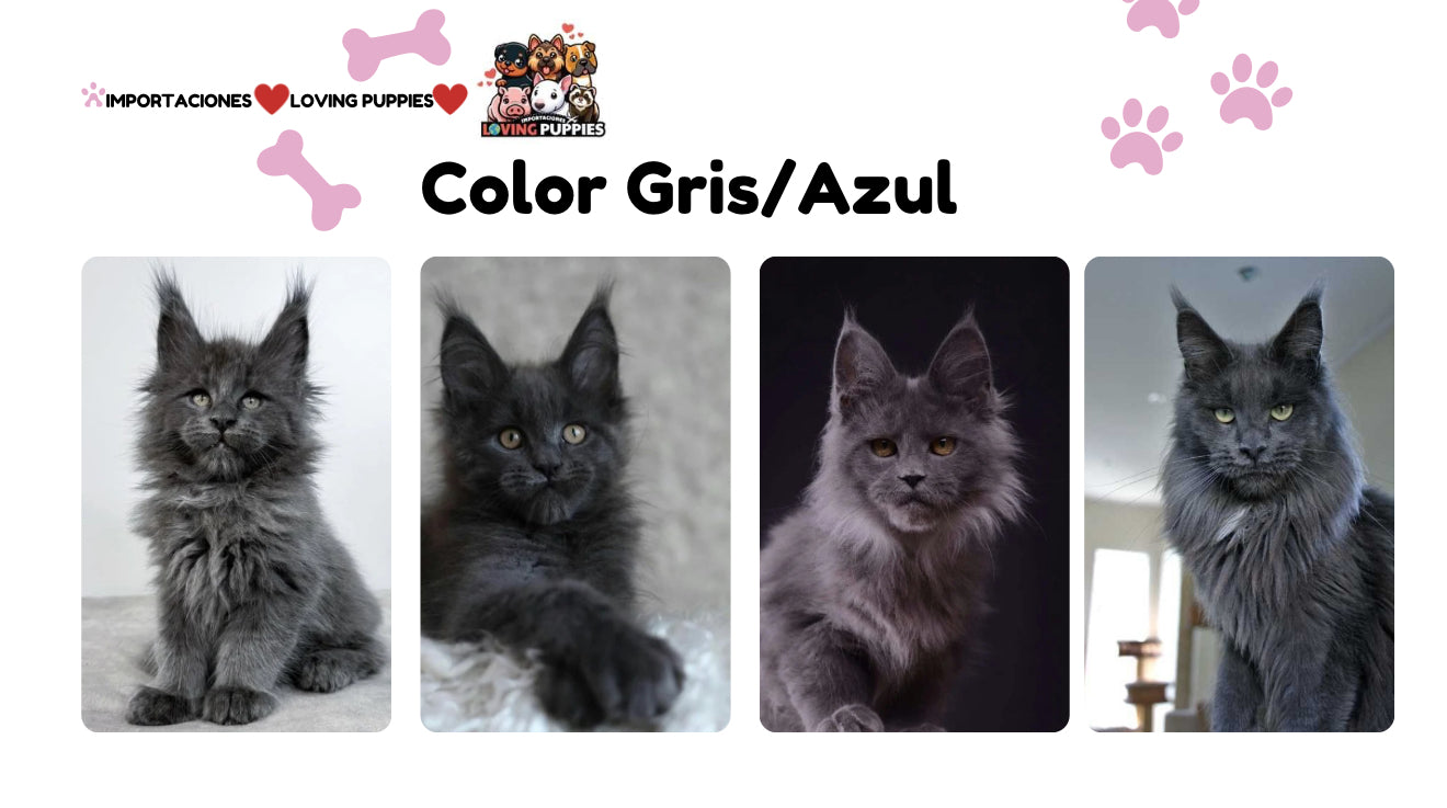 Gato Gigante Maine Coon
