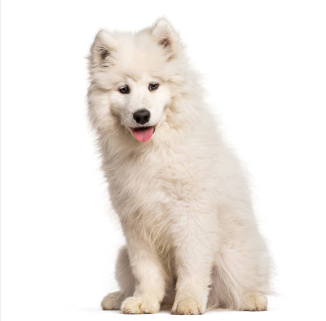 Samoyedo