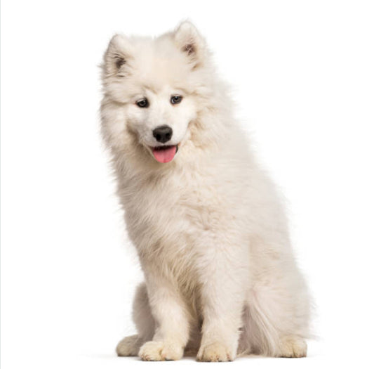 Samoyedo