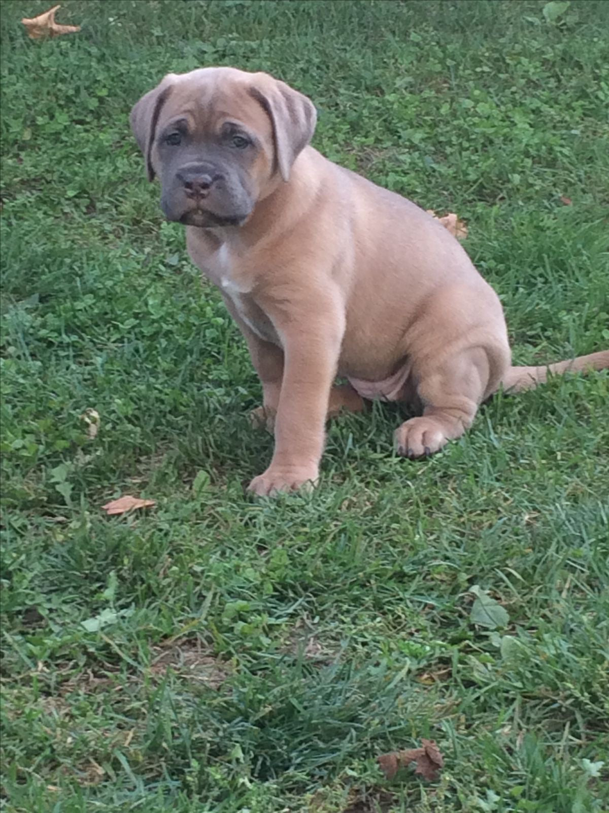 Cane Corso