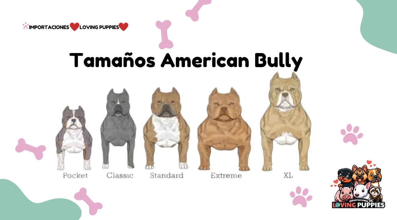 American Bully