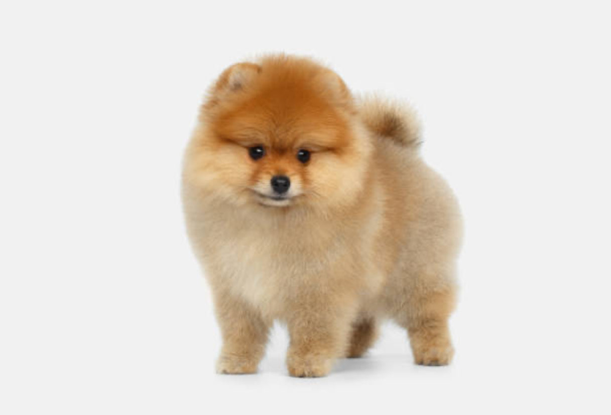 Pomerania