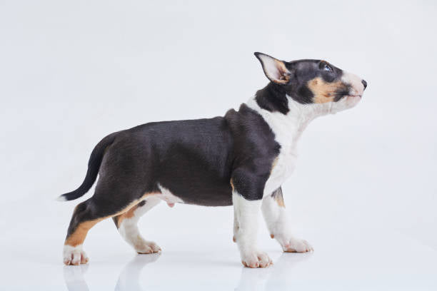 Bull Terrier
