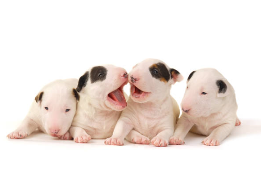 Bull Terrier