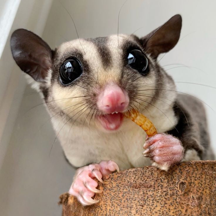 Sugar Glider