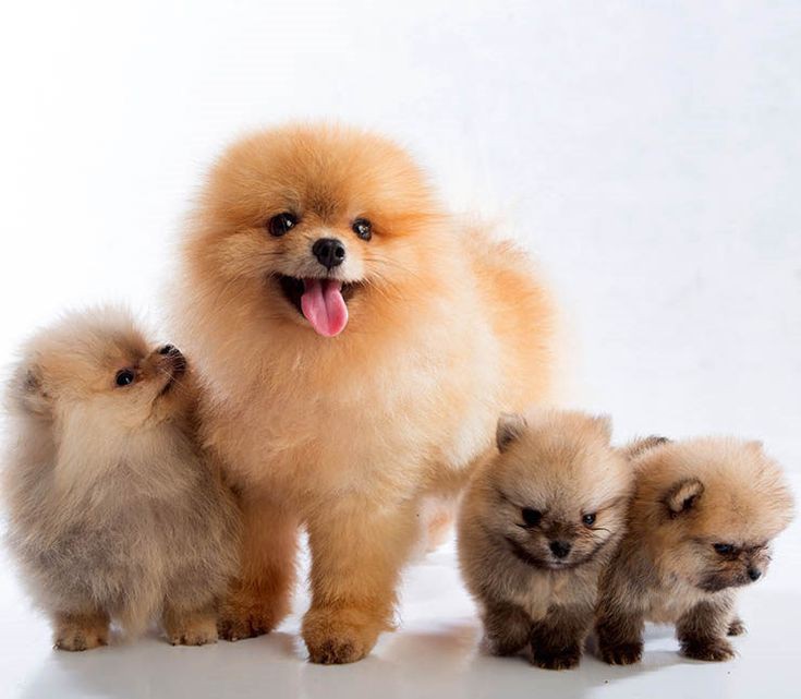 Pomerania