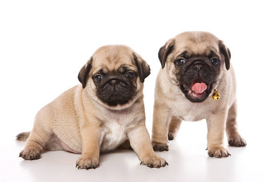 Pug